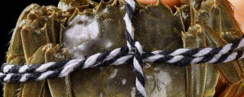 一只大闸蟹可食用部分有多少克（一只大闸蟹大约多少克）