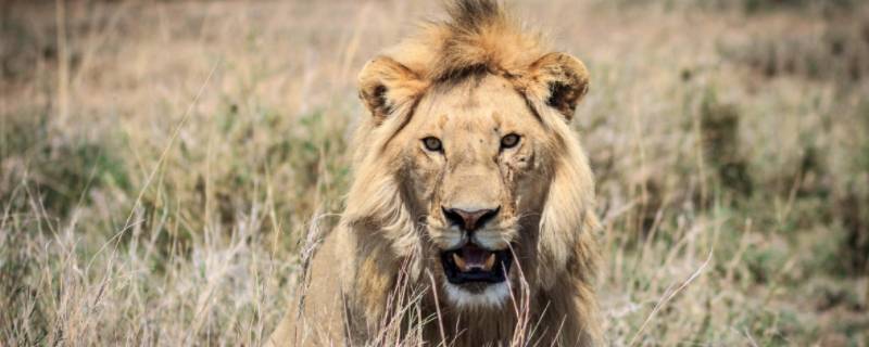 狮子是一头还是一只 狮子是一头还是一只的一群羊还是一头羊