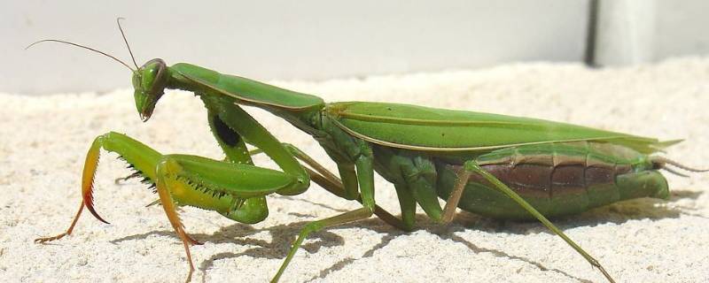 取出铁线虫螳螂会死吗（螳螂死后多久铁线虫会出来）