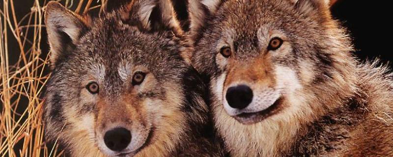 狼的习性（狼的生活特性）