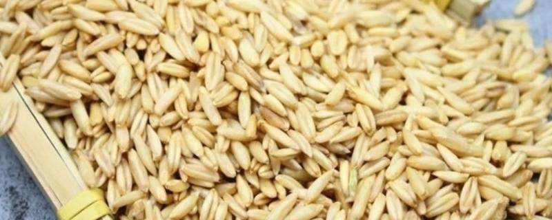 莜面是什么植物做成的（莜面 植物）