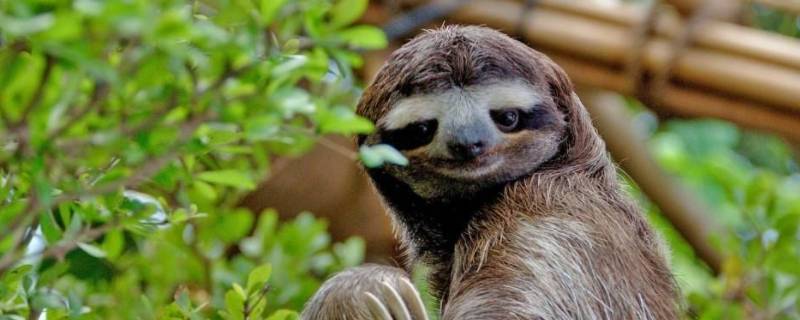 树懒的天敌（树懒的天敌是什么鸟）