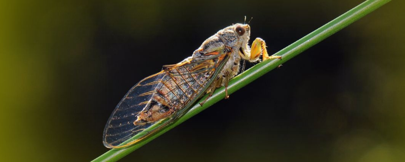 昆虫记中蝉的特点概括（昆虫记中蝉的特点概括10字）
