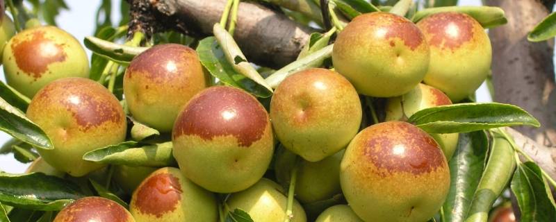 沾化冬枣在哪个镇 沾化冬枣是哪里