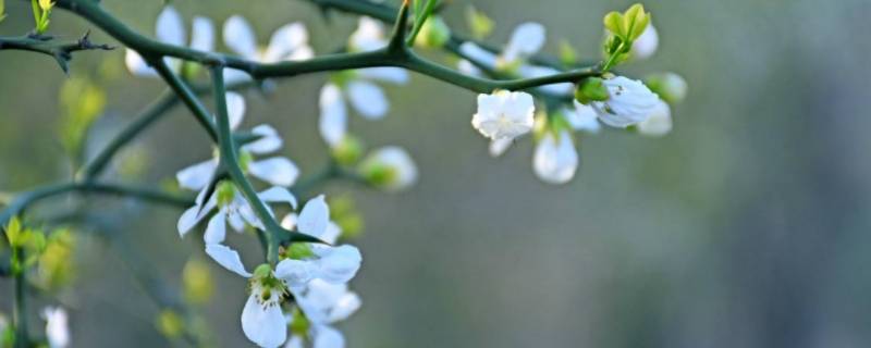 枳花什么季节开放 枳花在哪个季节开