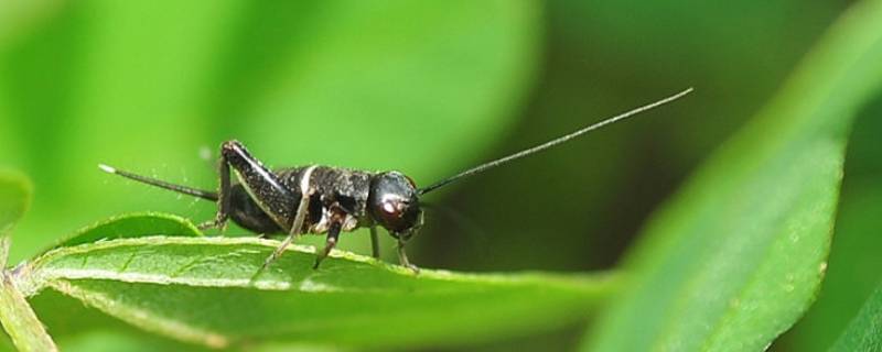 秋天的晚上有什么虫叫（秋夜什么虫在叫）