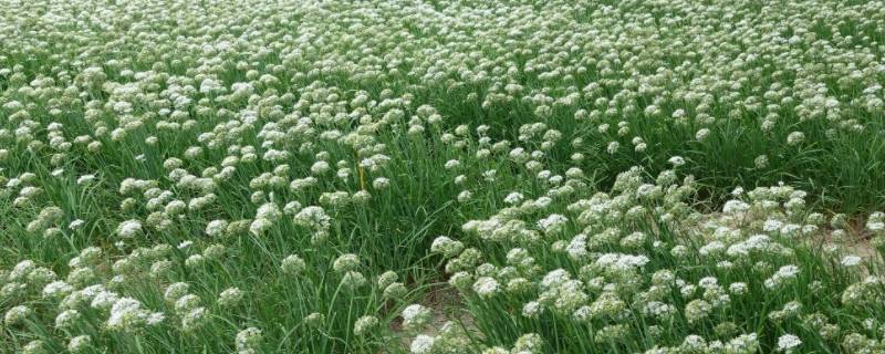 腌韭菜花几天可以吃 腌韭菜花几天能吃