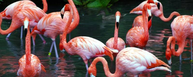 火烈鸟为什么是红色的（火烈鸟为什么是红色的 懂了）