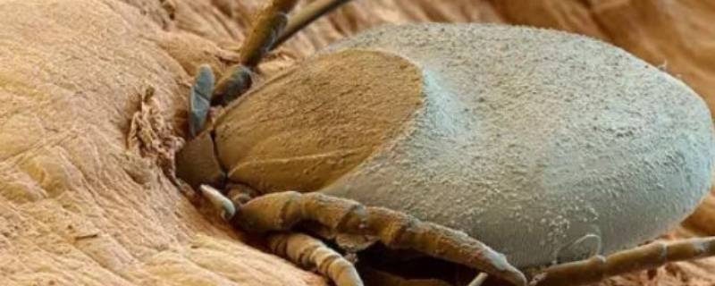 蜱虫一般生活在什么地方（蜱虫一般生活在哪里）