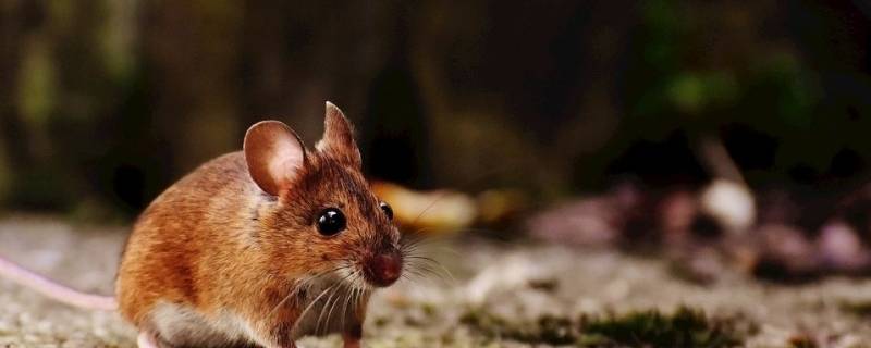 天花板上面有老鼠怎么处理 天花板中有老鼠怎么办