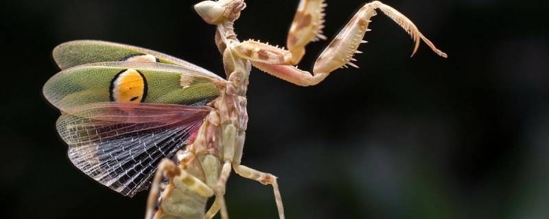 螳螂会变色吗 螳螂在什么情况下变色