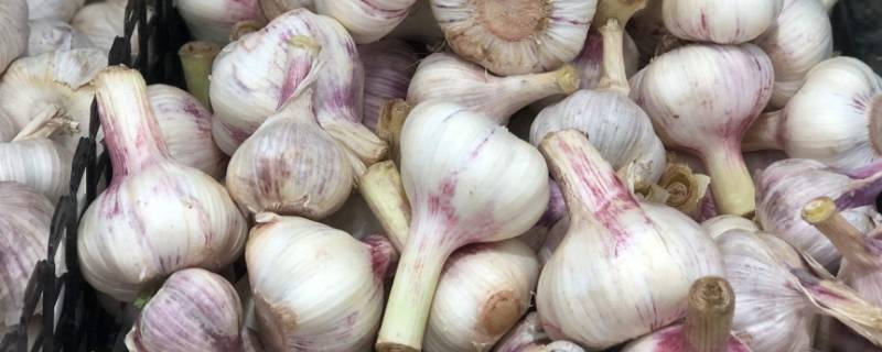 怎么去除蒜味的口气（如何去口腔蒜味）