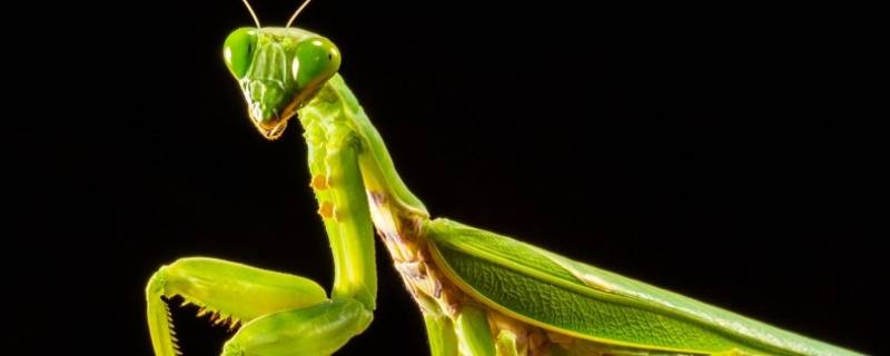 螳螂吃啥 幼年螳螂吃啥