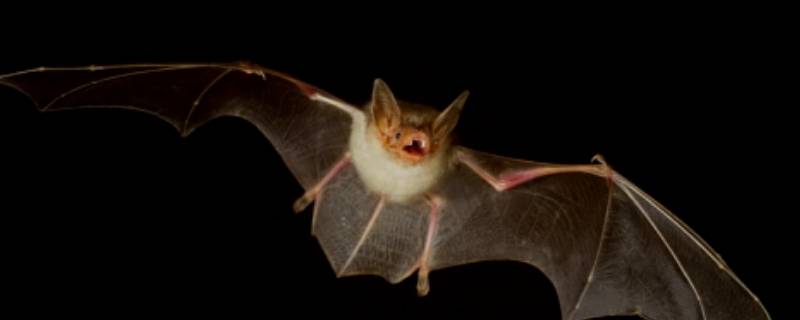 晚上如何驱赶蝙蝠（晚上蝙蝠怕什么 怎么驱赶）