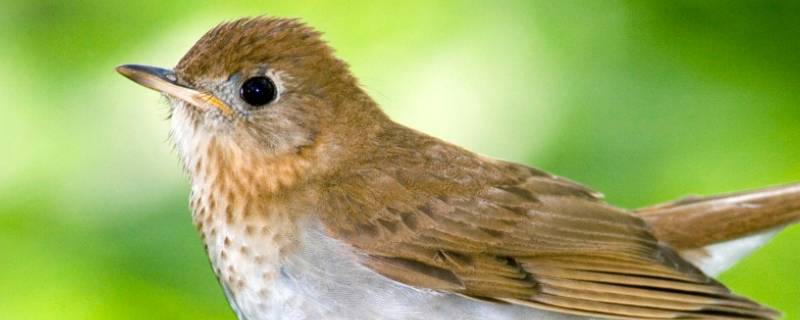 下雨天为什么很多鸟乱飞 鸟乱飞是不是要下雨
