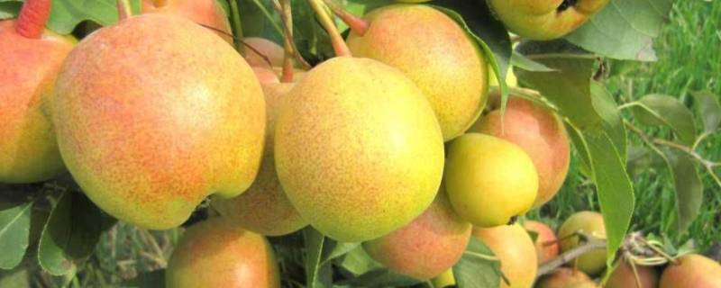 面梨叫什么名字 吃起来面面的梨叫什么