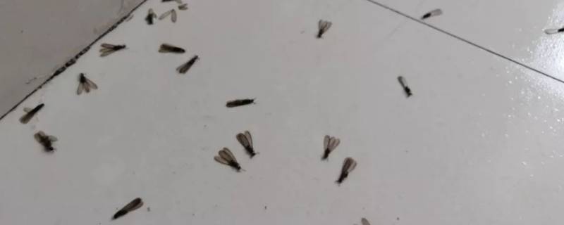 家里有白蚁怎么能彻底消灭（家里有很多白蚁怎么办?消灭白蚁的方法）