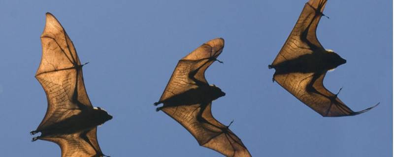 门窗紧闭蝙蝠是怎么飞进家里的（关着门窗蝙蝠飞到家里）