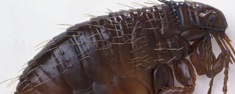 跳蚤怎么繁殖（跳蚤怎么繁殖那么快）