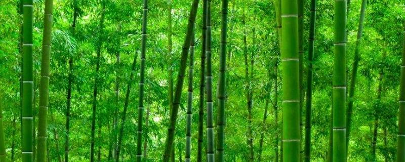 竹的吉祥语（竹子的吉祥含义）