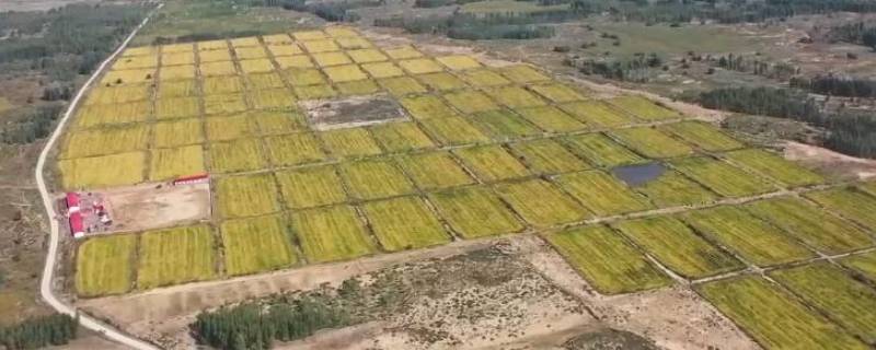 一亩地长宽各多少米 一亩地的长宽是多少米