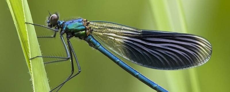 蜻蜓吃叶子吗 蜻蜓能吃啥