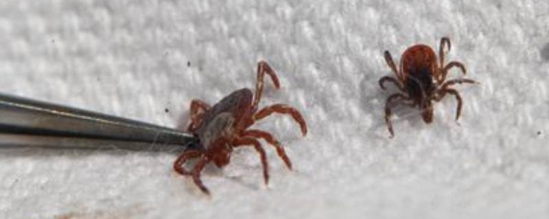蜱虫一般生活在南方还是北方（蜱虫一般出现在北方还是南方）