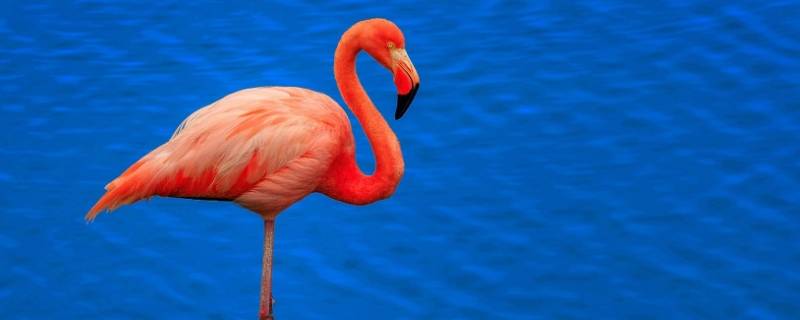 火烈鸟的精神品质 火烈鸟象征什么精神品质