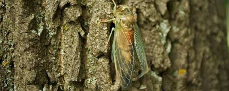 知了喜欢吃什么食物（知了喜欢吃啥）