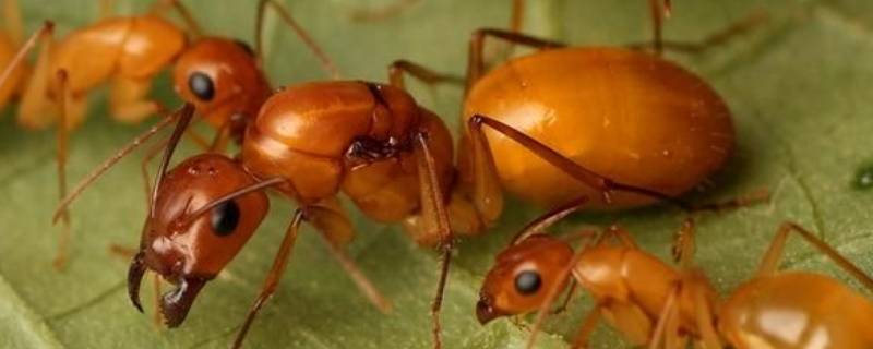 团结合作的小动物有哪些（哪些动物是团结合作的）