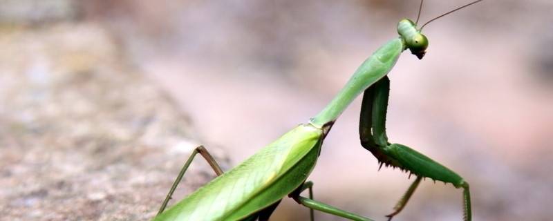夏天哪里有螳螂（夏天螳螂在干什么）