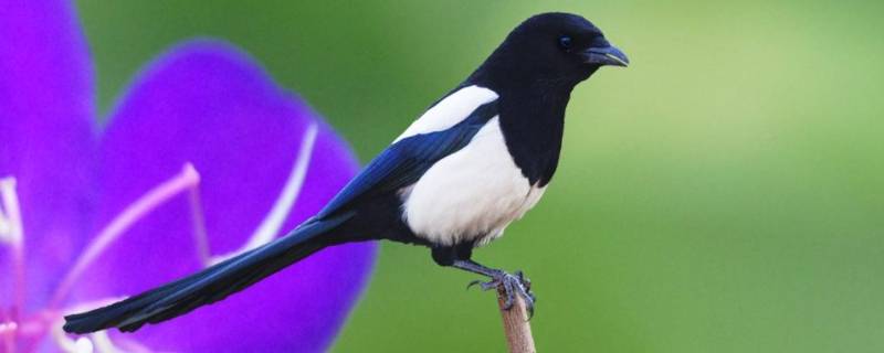 喜鹊被人们赋予怎样的象征意义 喜鹊象征着怎样的意义