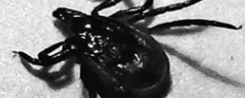 像蜘蛛一样很小的虫子是什么 像蜘蛛一样很小的虫子是什么黄色的