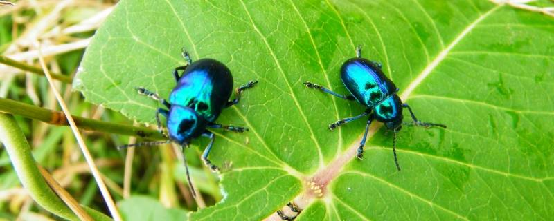 金龟子吃什么食物（金龟子吃什么食物生存）