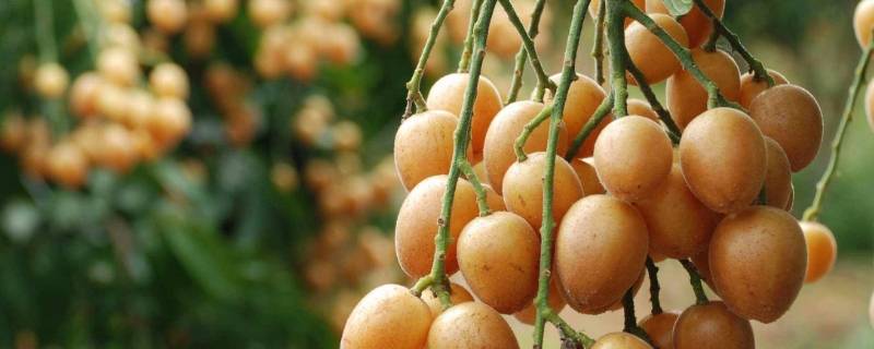 黑金刚黄皮果的特点（黄皮果品种黑金刚）