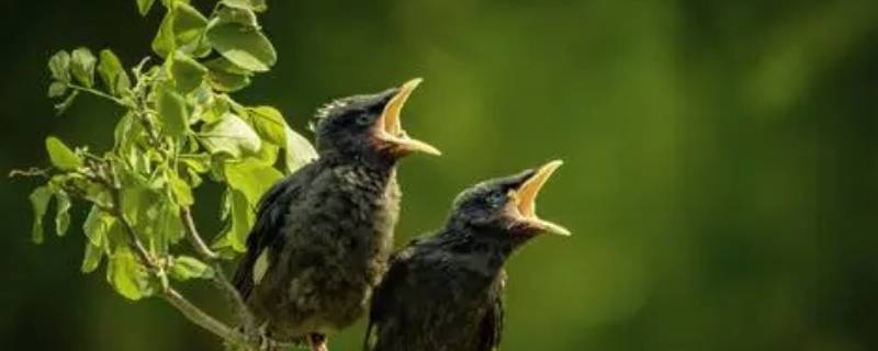 早成鸟与晚成鸟的区别 早成鸟与晚成鸟的区别是什么