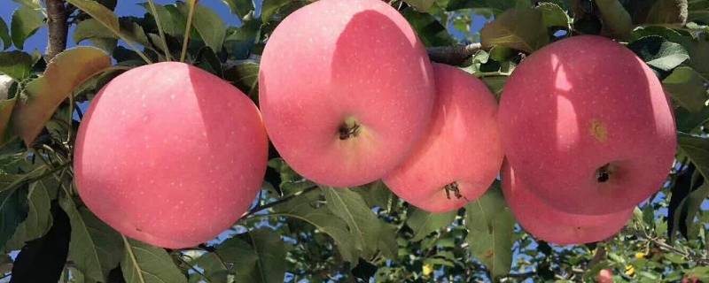 带有果字吉祥语 果字词语好寓意