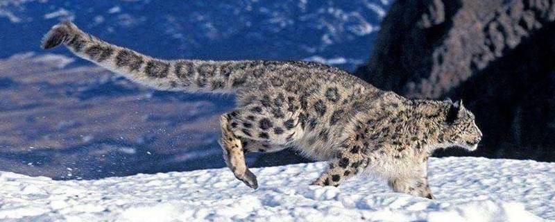 雪豹的天敌 雪豹的天敌是什么动物