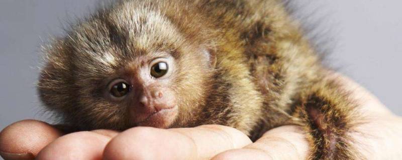手指大的猴子叫什么 手掌大的猴子叫什么