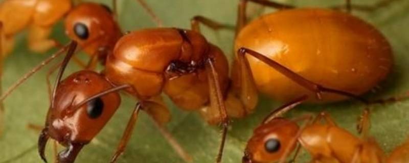 哪些小动物会团结合作 有哪些小动物会团结合作