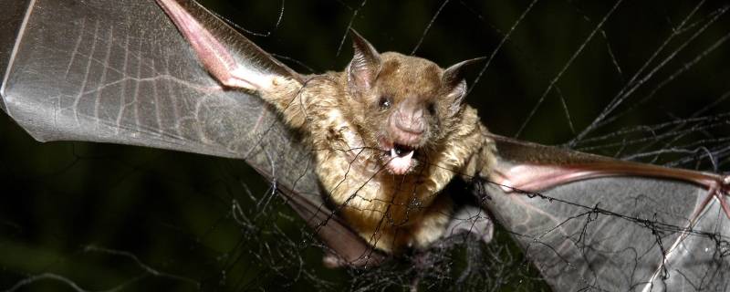 蝙蝠吃啥（蝙蝠吃啥活着）