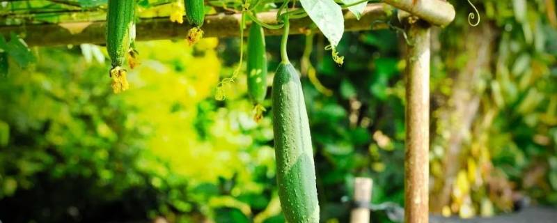 丝瓜的吉祥语（形容丝瓜的吉祥词语）