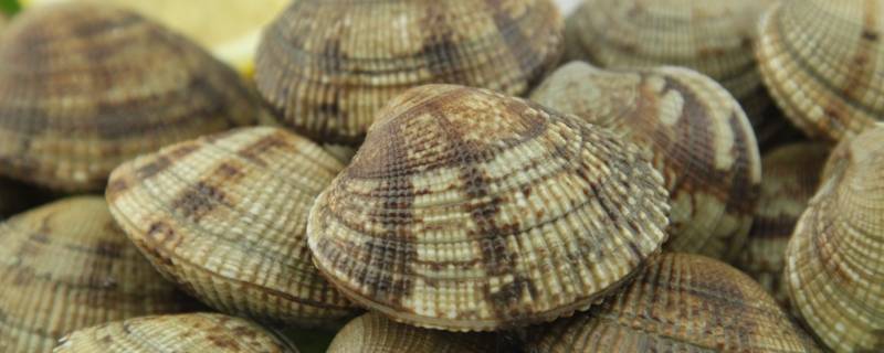 韩国的泥蚶中国叫什么（泥qian蚶韩国）