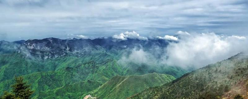 原始森林在哪个地方 原始森林在哪个地方多