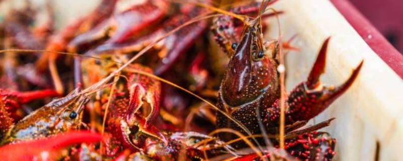 龙虾头里黑色的颗粒是虾卵吗（龙虾脑袋里黑色的颗粒是虾卵嘛）