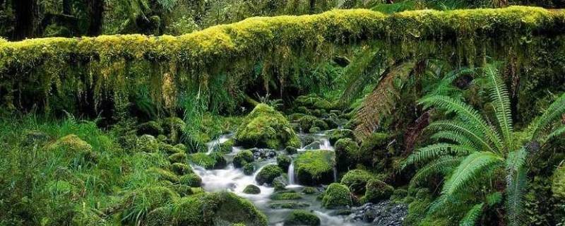 亚马孙雨林和亚马逊雨林的区别（亚马逊还是孙雨林）