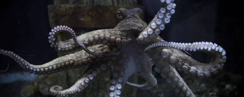 壮士断腕代表什么动物（壮士断臂是什么动物）