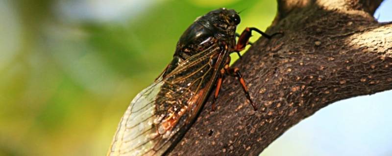 蝉长什么样（青蛙金蝉长什么样）