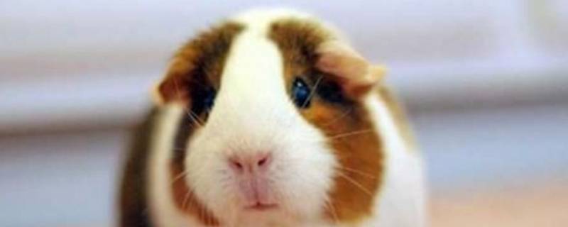 猪鼠是什么动物 鼠类叫什么猪