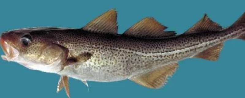 油鱼学名叫什么鱼 油鱼有哪些